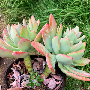 多肉植物芒果美人老桩整群实物拍摄阳台窗台容易好养花盆栽趣味