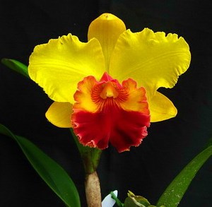 90lxjlxj175淘宝浓香大花卡特兰进口品种卡特兰花苗洋兰盆栽附生兰