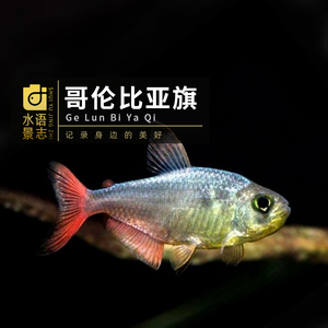 青青自然旗舰店天猫红衣梦幻鳍粉红勾扯旗鱼芙蓉旗哥伦比亚红鳍灯鱼