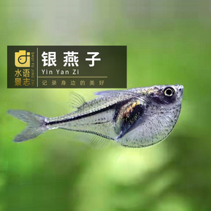 银燕子鱼 银斧头鱼上层鱼草缸群游南美灯科热带鱼观赏鱼包邮鳉鱼
