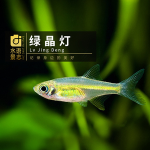 【绿植光照灯】绿植光照灯品牌,价格 - 阿里巴巴