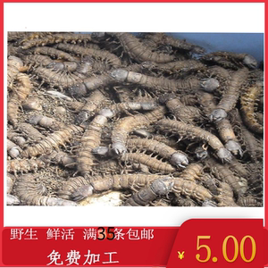 爬沙虫四川攀枝花土特产鲜活水蜈蚣野生大虫食用级纯天然高蛋白