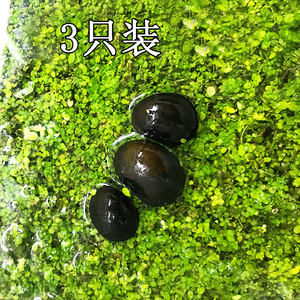 水族黑金刚螺活体耐寒草缸清洁观赏螺水底生物淡水除藻工具螺包损