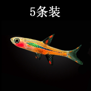 水族观赏鱼活体淡水灯科鱼火焰小丑草缸群游鱼热带小型鱼路损包赔