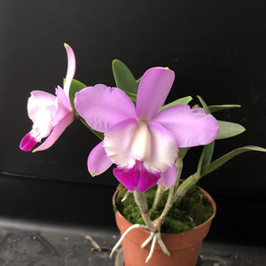 盆栽花卉兰花洋兰 原种卡特兰 走路人 花带香味