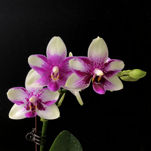 盆栽花卉兰花洋兰蝴蝶兰紫钻易养花期长香味