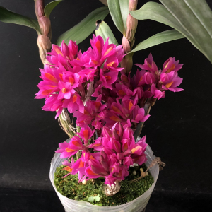 盆栽花卉兰花 洋兰 红花姬美石斛水莲石斛den. hibi花期长