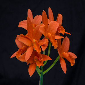盆栽花卉兰花洋兰卡特兰金如意多花cattleya young min orange