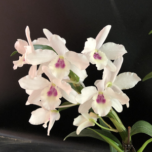 盆栽花卉兰花洋兰春石斛易养白鸽花带香味