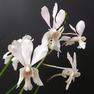 盆栽花卉兰花洋兰棒叶万代兰铁钉兰