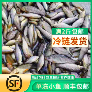 新鲜冷冻麦穗鱼豪根鱼白条鱼龙虎魟鱼饲料小鱼鱼食鱼饲料包邮