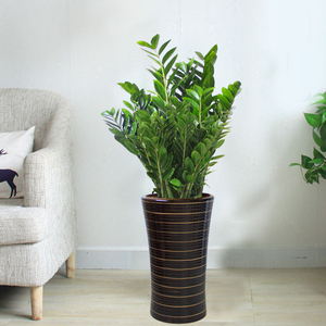 金钱树摇钱树盆栽花卉植物绿植办公室桌面创意盆景观叶室内观赏