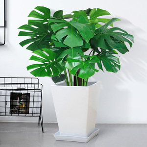 龟背竹盆栽花卉绿植物办公室内客厅吸甲醛北欧花好养耐阴易活四季