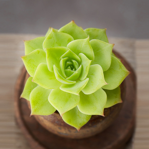 美诺花园 梅里格 绿色系多肉植物防辐射肉肉植物绿植花卉办公室盆