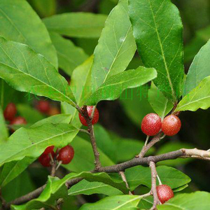 深山新鲜中药材胡秃子叶胡颓子绿豆500g中国食用产品全部适用直销