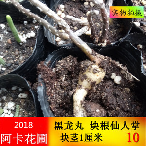 阿卡园艺 黑龙丸 块根仙人掌 根系1厘米多粗 多肉植物 吸甲醛绿植