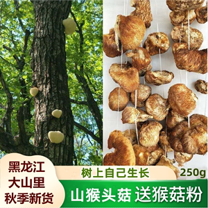 东北黑龙江猴头菇干货猴头菌 山猴头250g野生猴头蘑可打猴头菇粉