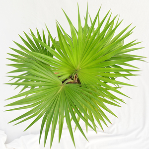 花园ins南洋热带风室内吸甲醛桌面绿植喷泉侏儒棕榈袖珍蒲葵0人付款