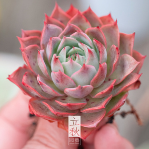 林杰安娜肉肉   状态群生组合多肉老桩  6cm盆带盆带土0人付款11