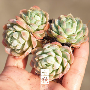 立秋园艺 多肉植物 月影系 冰梅 日系冰梅 日冰 双头 一物一拍