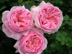 阿尼克城堡 灌木月季玫瑰粉色包子 勤花超大苗 纯露哥