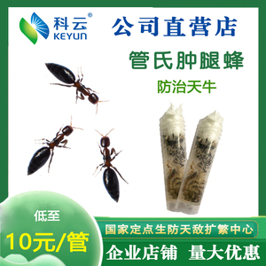 管氏肿腿蜂成虫天敌活体昆虫天牛克星果树林木治蛀干害虫园艺林业