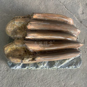 恐龙牙齿化石摆件食草动物剑龙春风得意制作定制及雕塑颜色维修