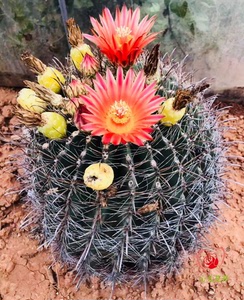 心儿花开园艺场 巨鹫玉变种 红花大型强刺球仙人球