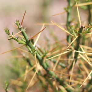 鱼骨团扇 一柱香团扇 姬珊瑚 圆柱仙人掌花淡黄至黄绿色