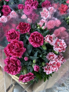 oscar奥斯卡带花苞康乃馨石竹送母亲阳台植物花园庭院盆栽 办公桌