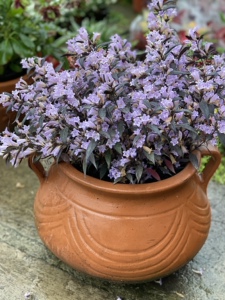 紫叶马蓝盆栽花镜植物阳台庭院花卉耐寒四季常青耐寒耐热马兰花