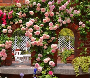 欧洲龙沙宝石藤本月季特大蔷薇花苗爬墙庭院拱门四季开花卉植物