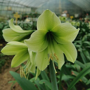 现货南非朱顶红小青龙/a littlebluedragon有大小选择