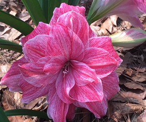 【澳洲朱顶红】澳洲朱顶红品牌,价格 - 阿里巴巴