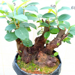 下单其它山土栽植一物一拍吊茄子盆景老桩怪根造型四季常绿花卉树