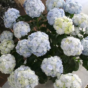 花漾河谷 宝山 大花绣球  花量大 长势强 抗性相对强