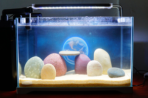 长江彩石鱼缸造景原生石头装饰鹅卵石天然长江石组合40-45cm缸用