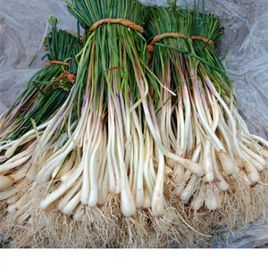 重庆现挖带叶茭头蔬菜藠头新鲜荞头叫教头种当季农家自种 3斤包邮