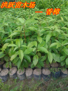 芳樟树