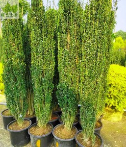 成都直立冬青朝天笔绿篱盆栽苗四季常绿直杆花园造型修剪植物耐寒