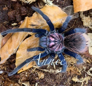 哥伦比亚梦幻蓝镭射x属高端宠物蜘蛛捕鸟蛛