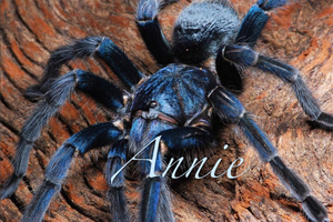 钴蓝海地咖啡食鸟pho属收藏级宠物蜘蛛捕鸟蛛