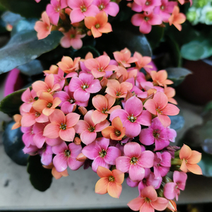 精灵系列长寿花