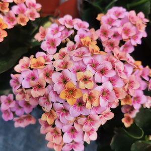 朱效华6080淘宝爱米园艺长寿花单瓣长寿花精灵系列复色-乔伊q22人