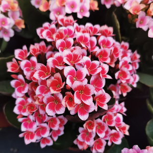 长寿花盆栽带花苞发货新品复色单瓣梵高