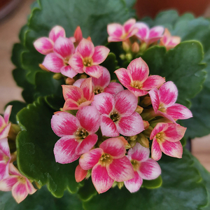 长寿花绿植小盆栽进口一代苗新品复色单瓣赞歌带花苞发货热销中