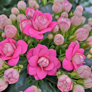 年宵花卉长寿花盆栽粉色重瓣长寿花独角兽媲美粉巴黎人气宝贝促销