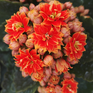 长寿花绿植金红复色长寿花k48法比奥进口一代苗带花苞发货热销中