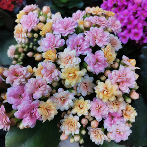 安馨家的花园新品重瓣变色长寿花缤纷柠檬