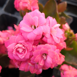 盆栽植物长寿花粉色重瓣大花长寿花粉蝶世纪佳韵新品进口一代苗